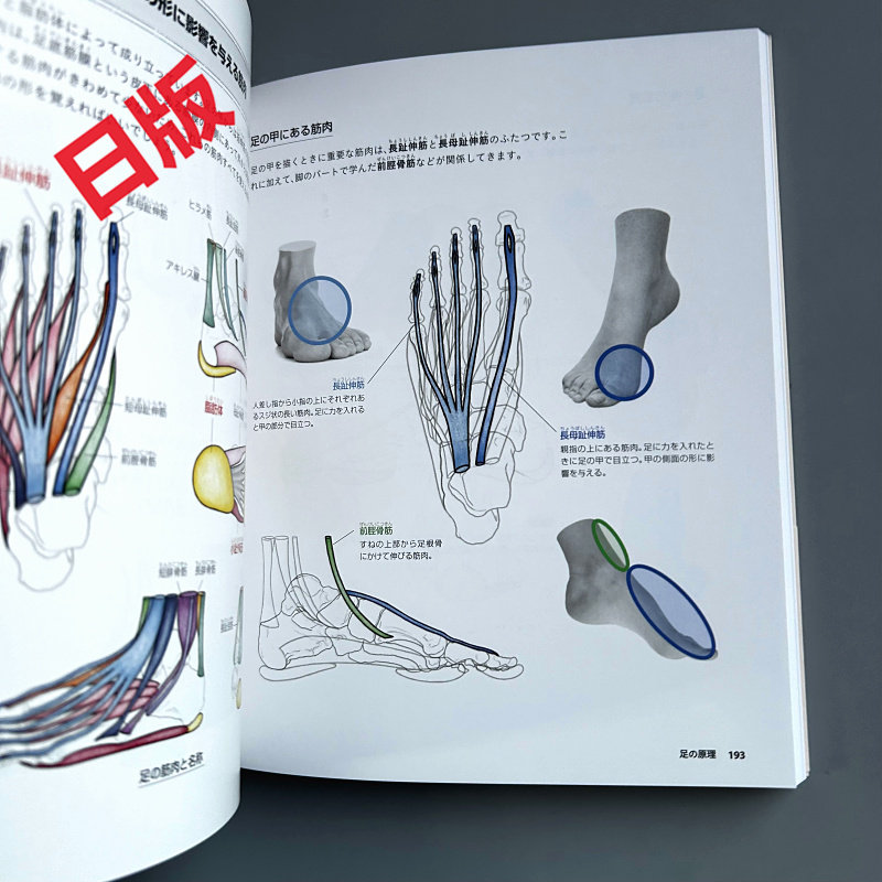 Basics of Human Drawing: From  - Japanese Manga Drawing Tutorial Book ulasan dan harga