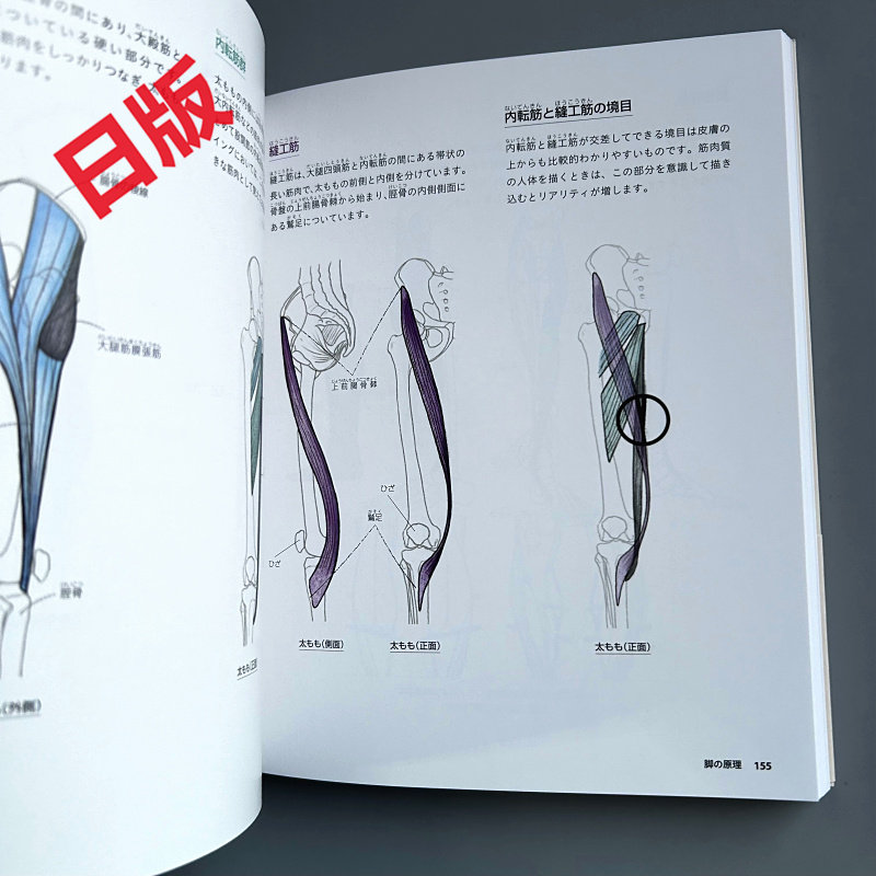 Basics of Human Drawing: From  - Japanese Manga Drawing Tutorial Book ulasan dan harga